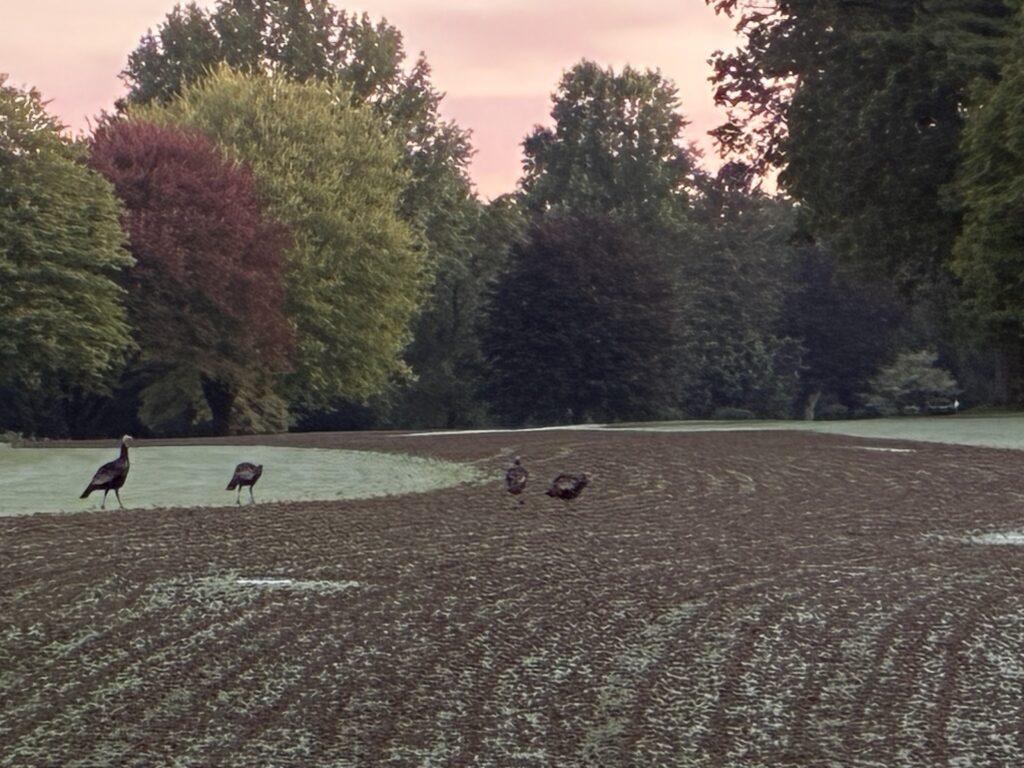 Elcona Country Club Aerification