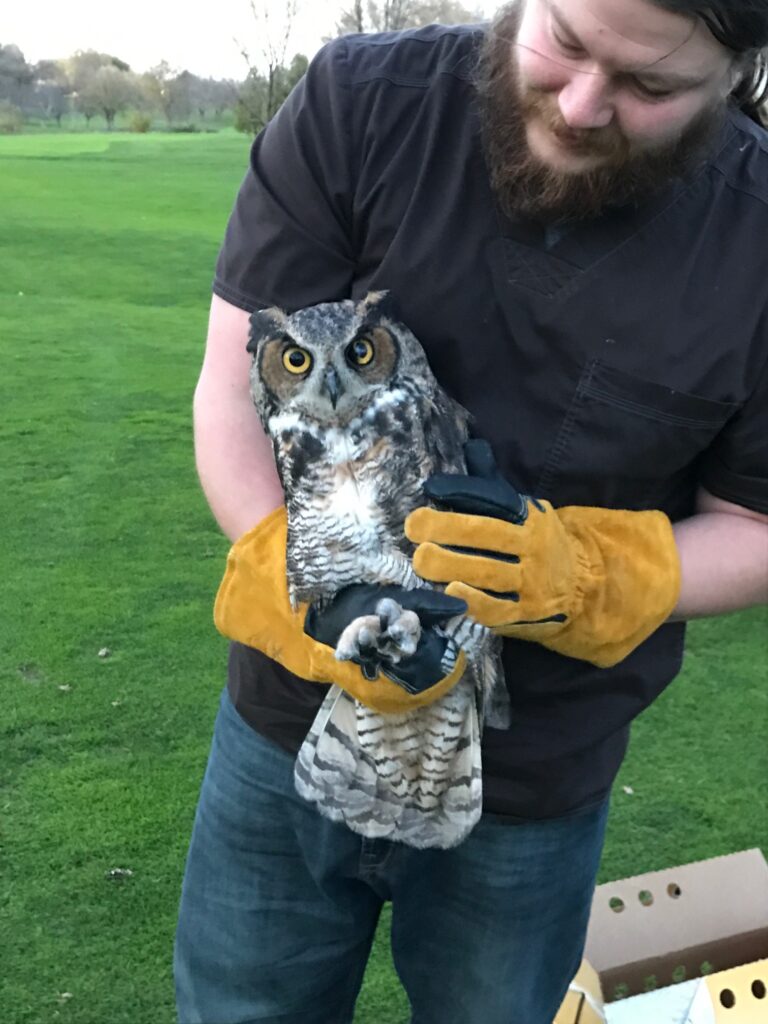 A Palmer Hills crew member with an owl that’s taken up residence on the course.