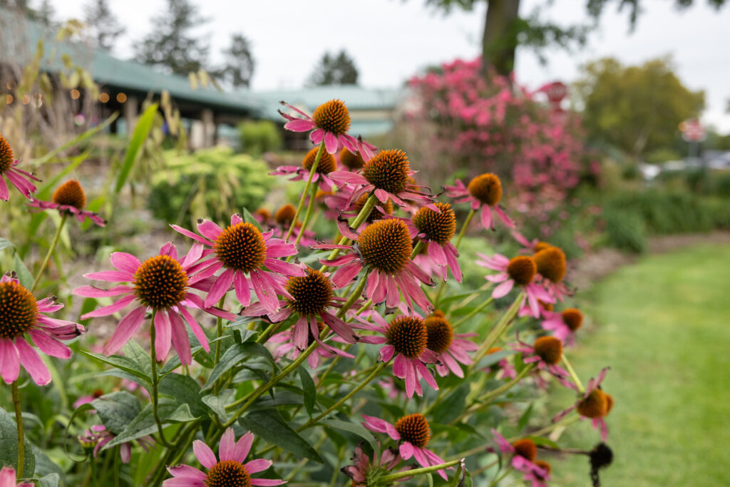 Wildflowers - Overlook Golf Club